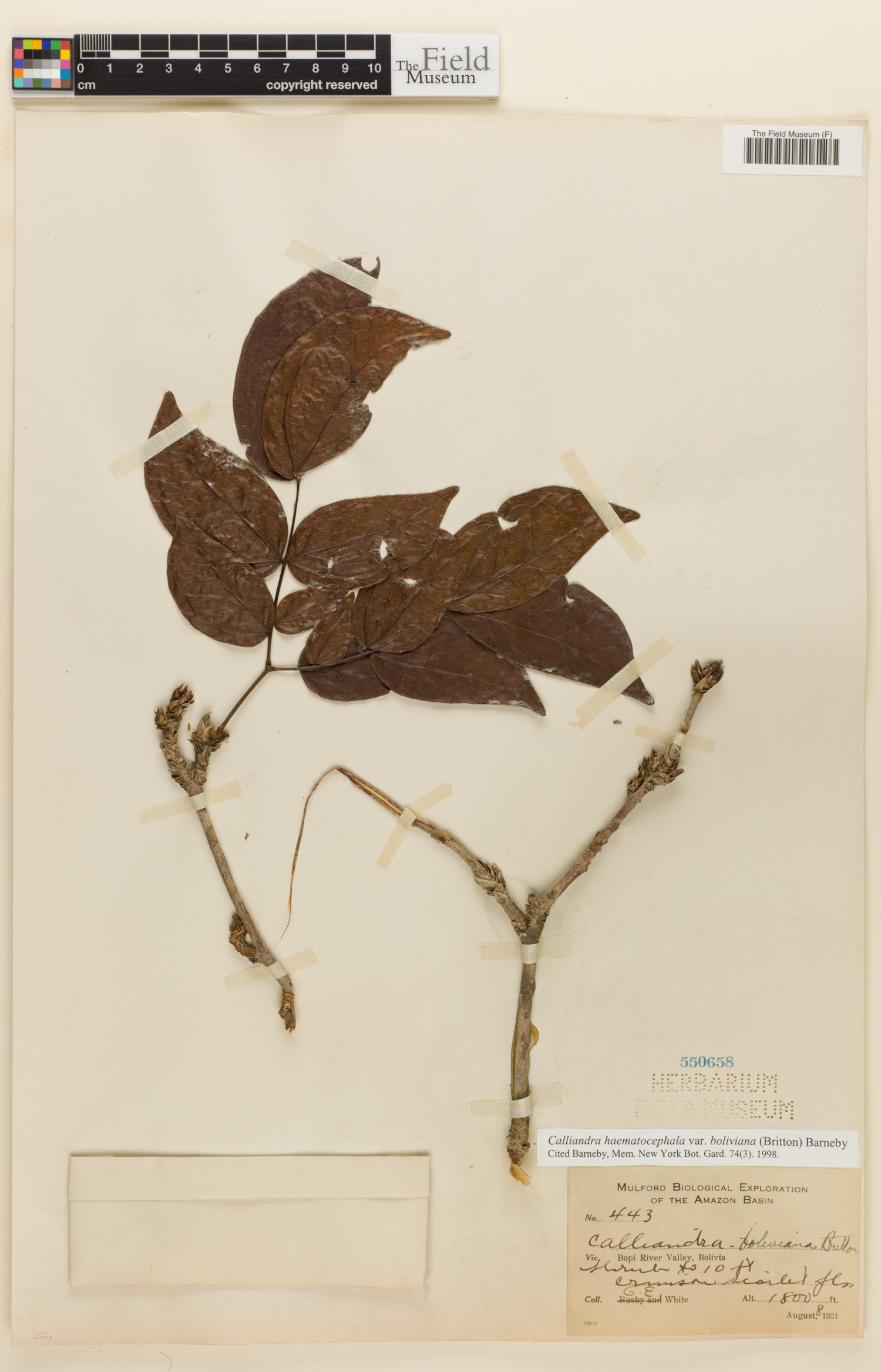 Calliandra haematocephala var. boliviana image