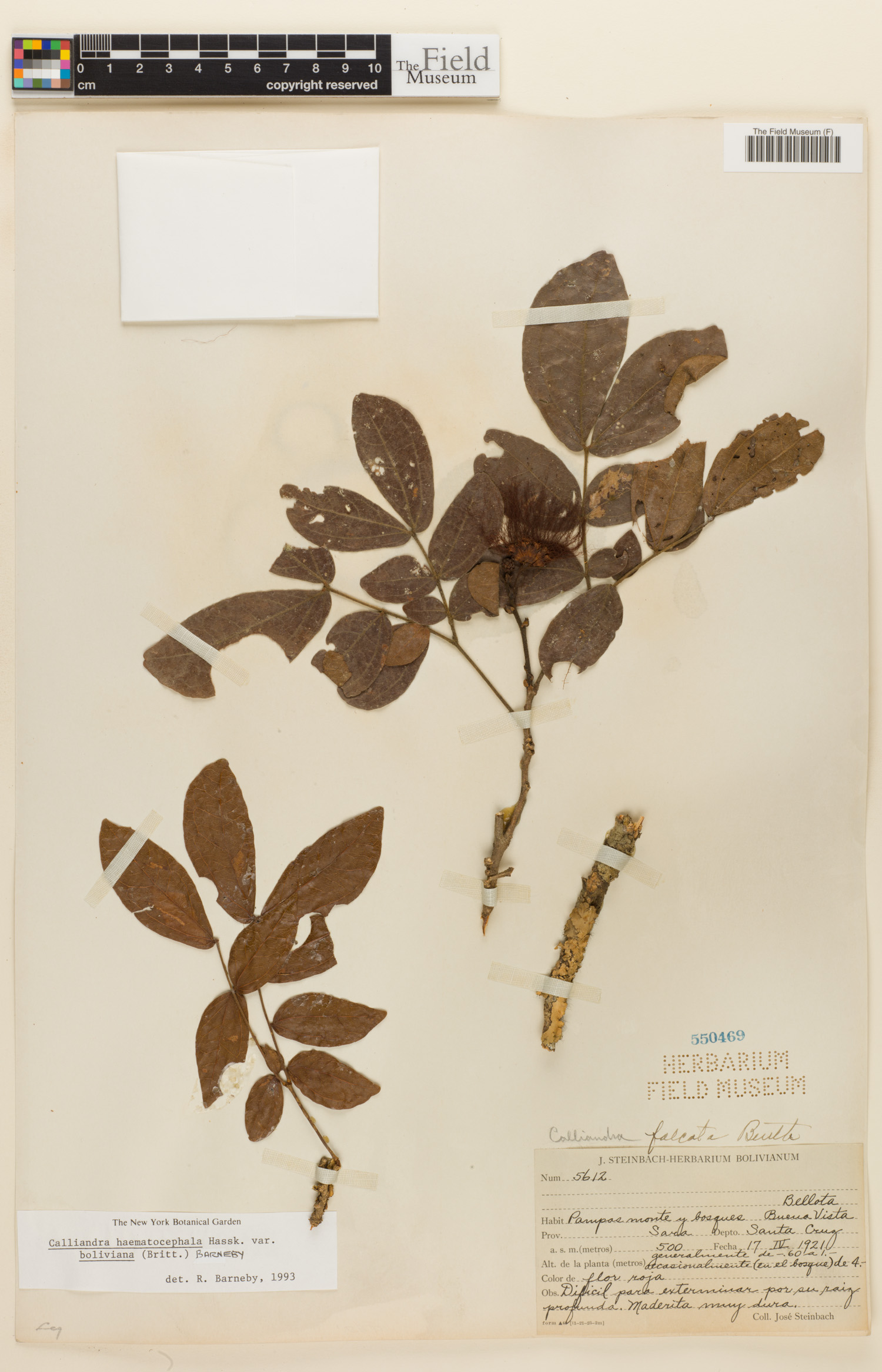 Calliandra haematocephala var. boliviana image