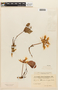 Calliandra longipes image