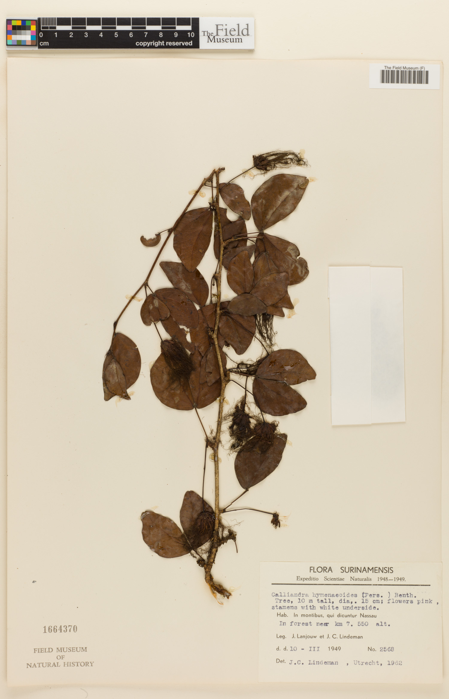 Calliandra hymenaeodes image