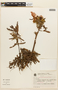 Calliandra macrocalyx image