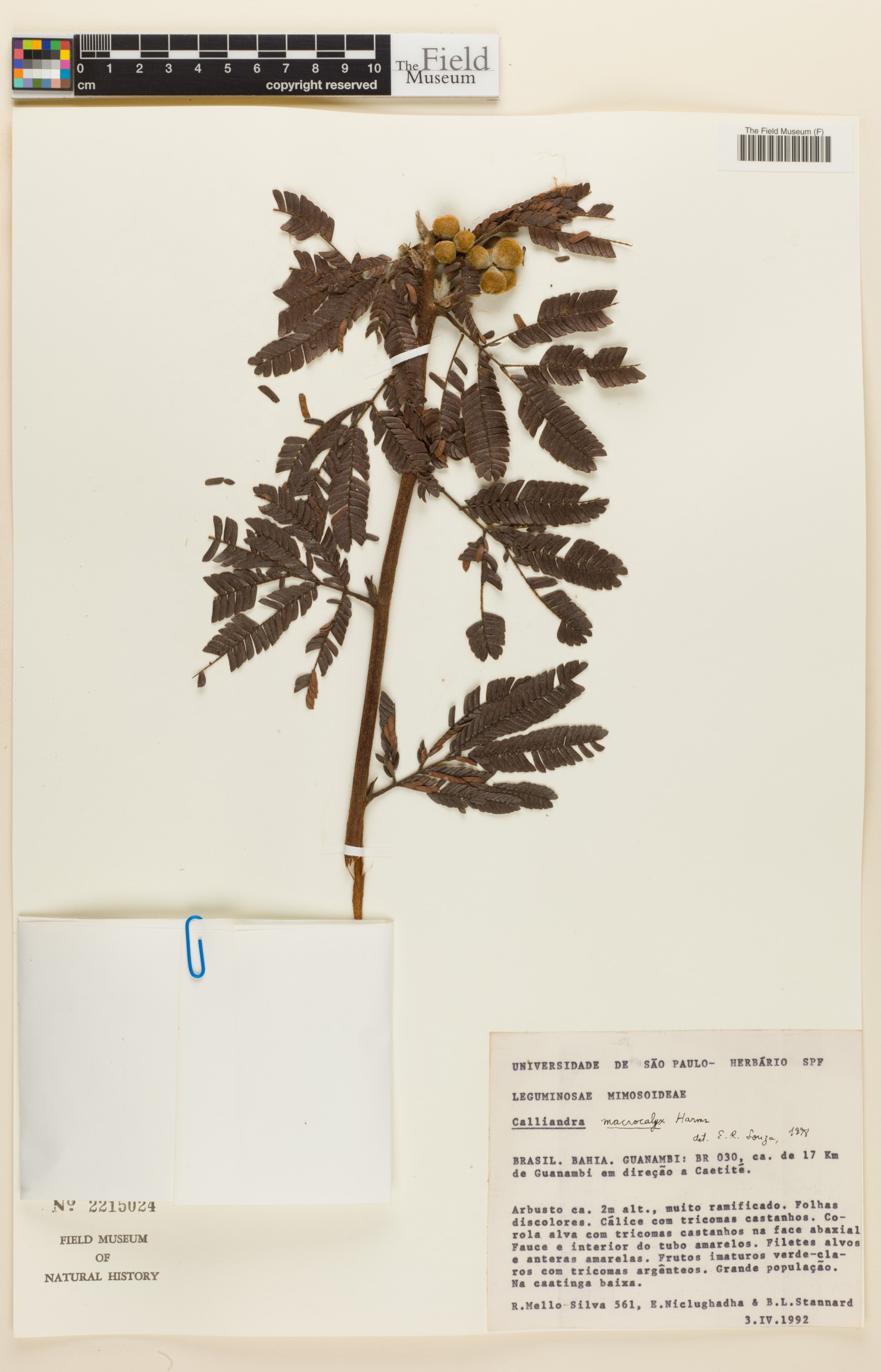 Calliandra macrocalyx image