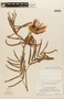 Calliandra dysantha var. opulenta image