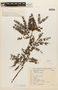 Calliandra dysantha var. macrocephala image