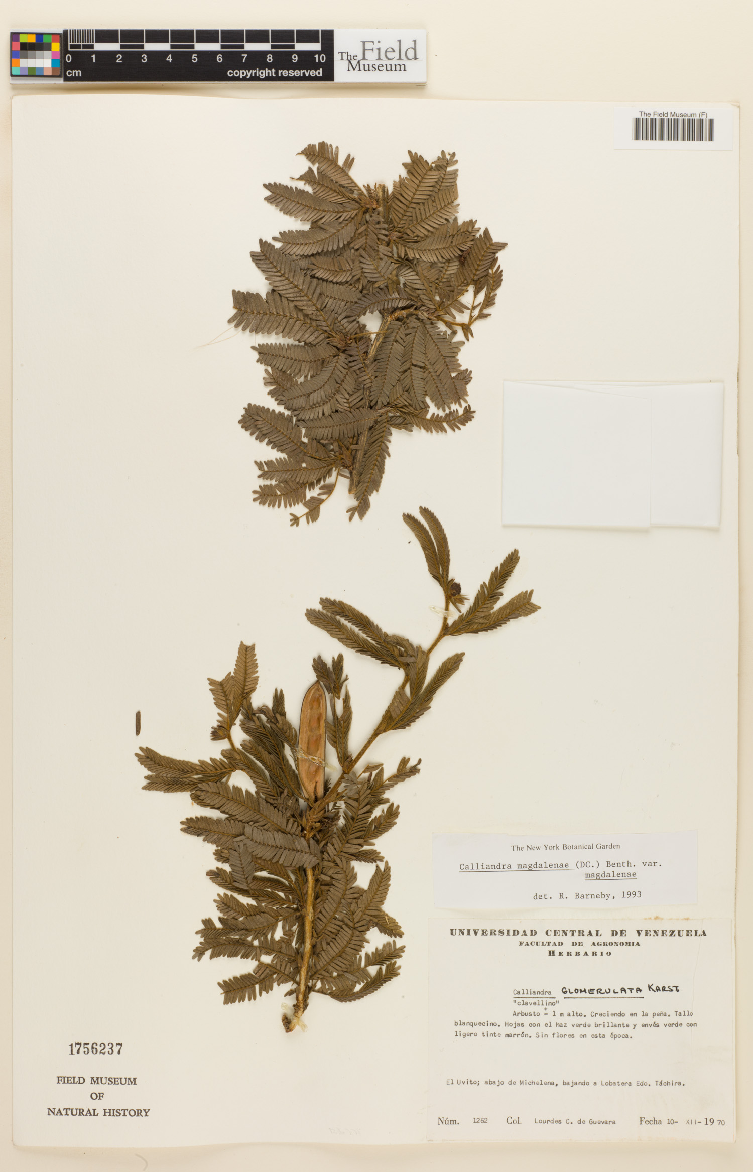 Calliandra magdalenae var. magdalenae image