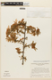 Calliandra glomerulata var. parvifolia image