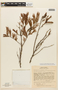 Calliandra parvifolia image
