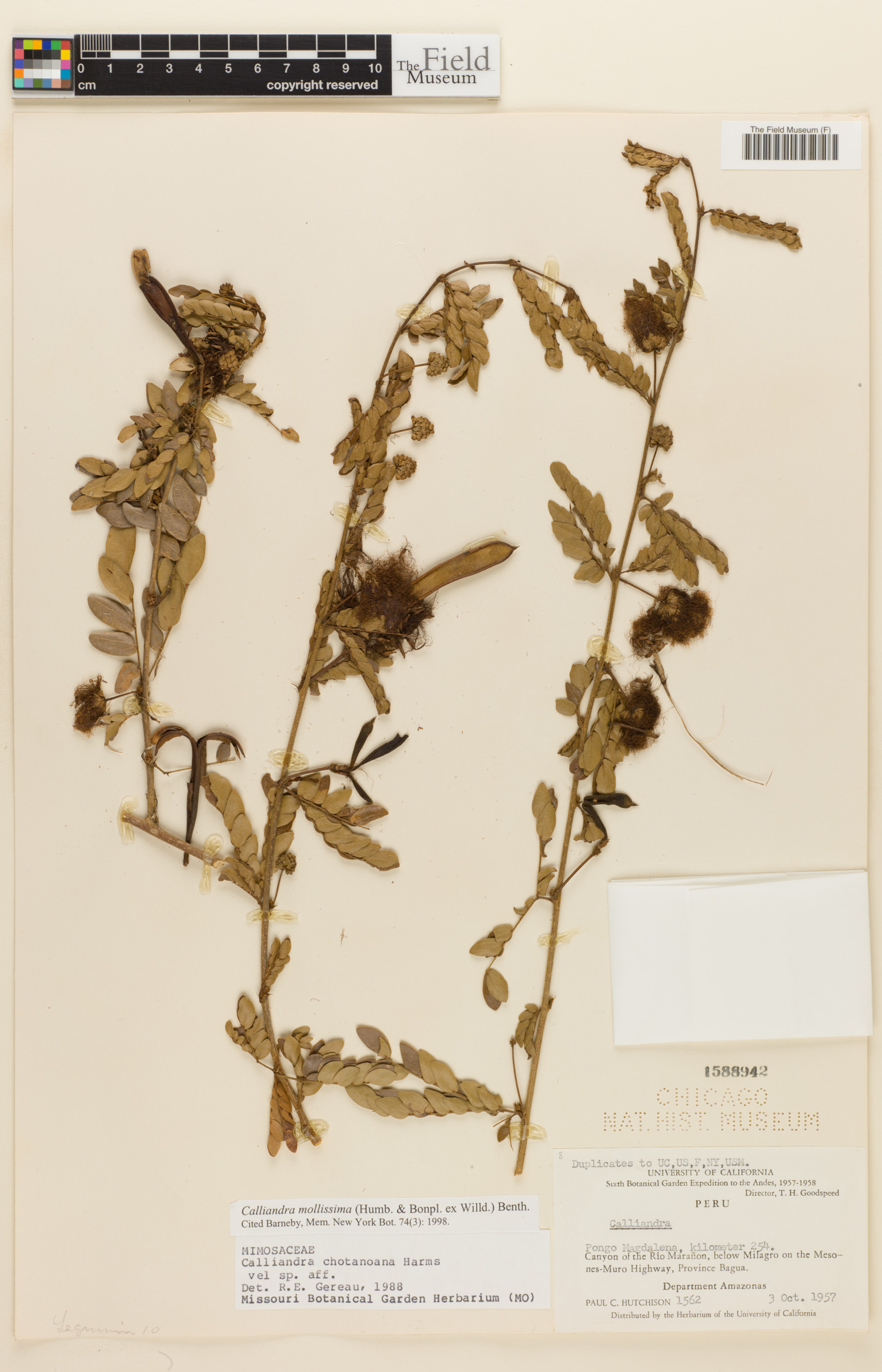 Calliandra mollissima image
