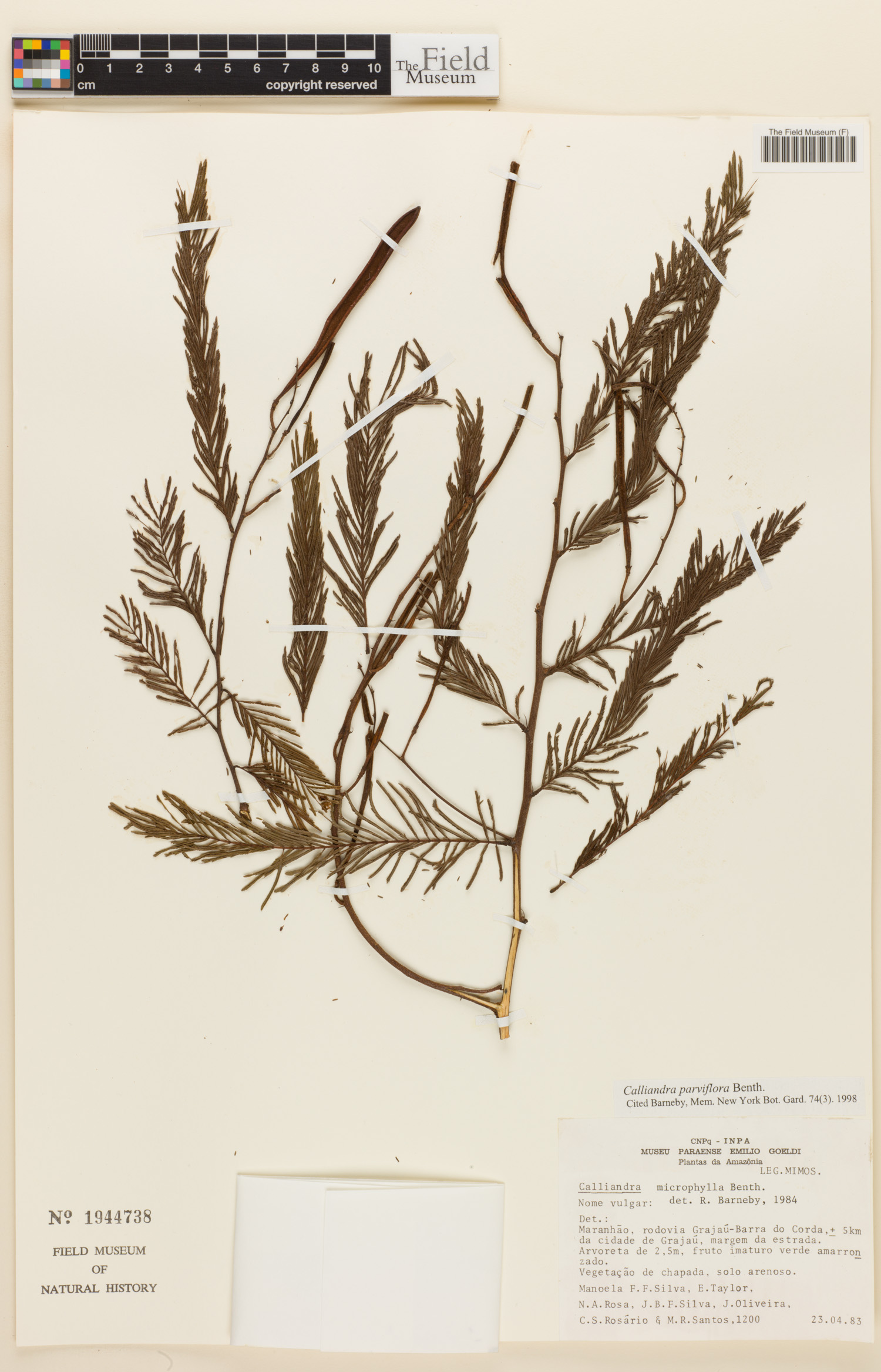 Calliandra parviflora image