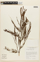 Calliandra parviflora image