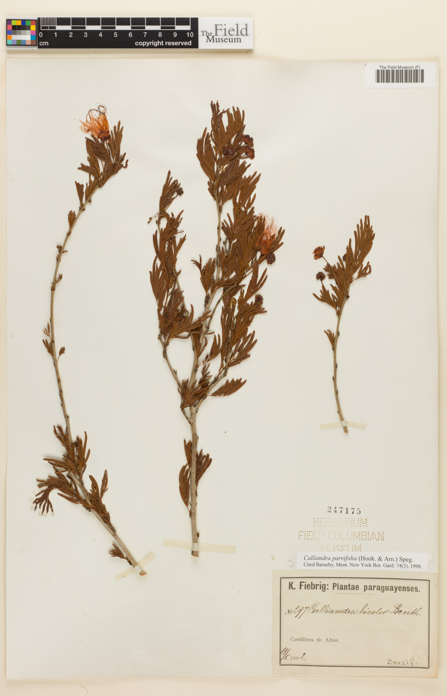 Calliandra parvifolia image