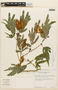 Calliandra pittieri var. polyphylla image