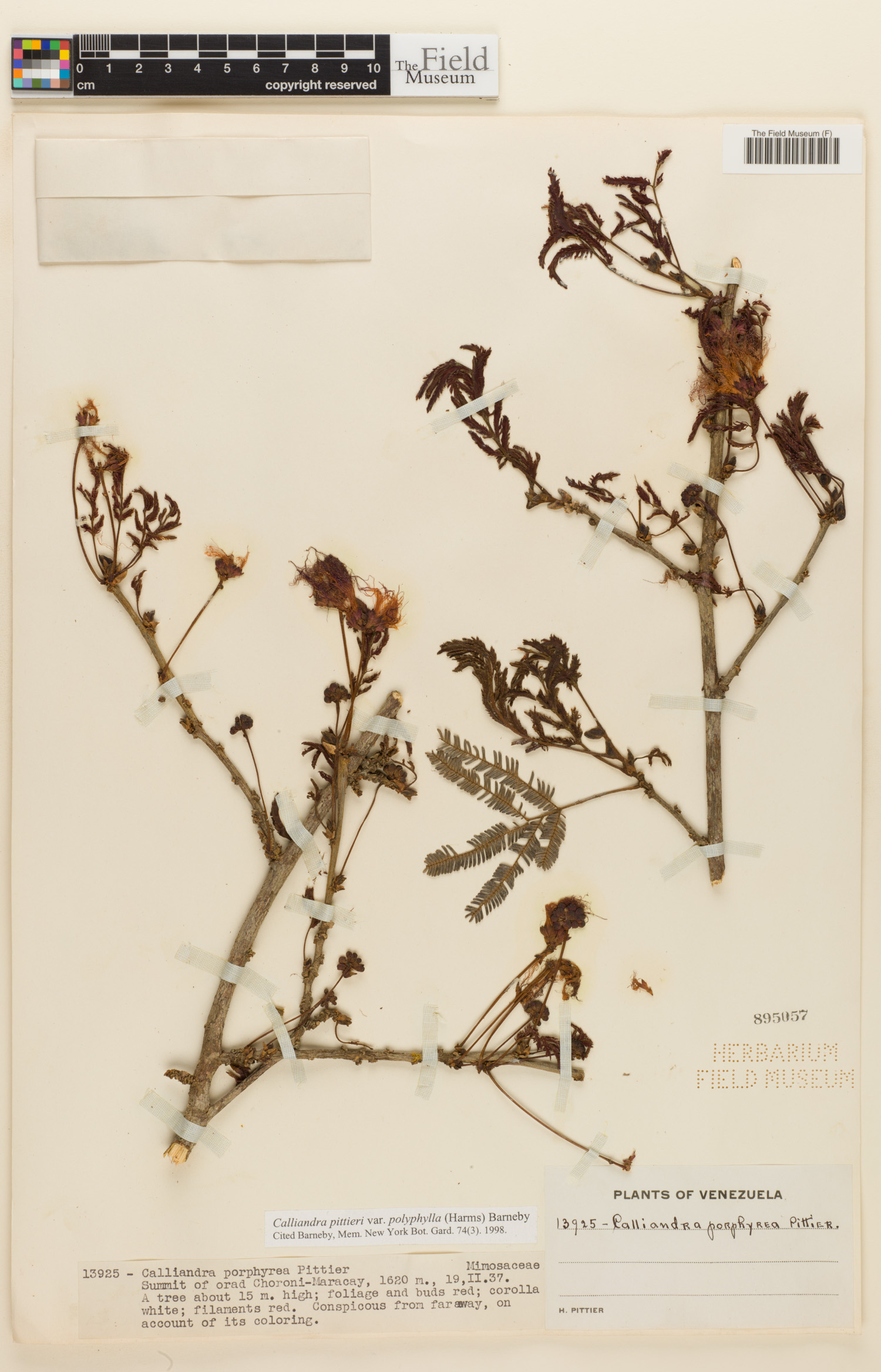 Calliandra pittieri var. polyphylla image