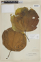 Graffenrieda latifolia image