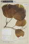 Graffenrieda latifolia image