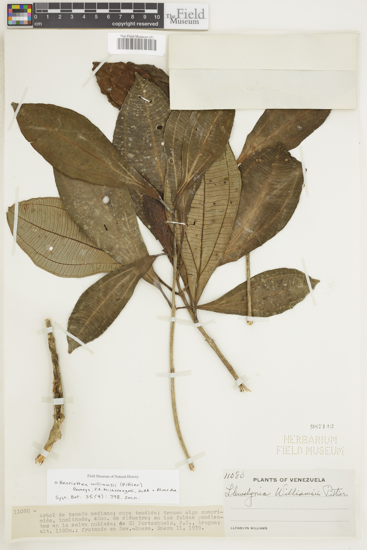 Henriettea williamsii image