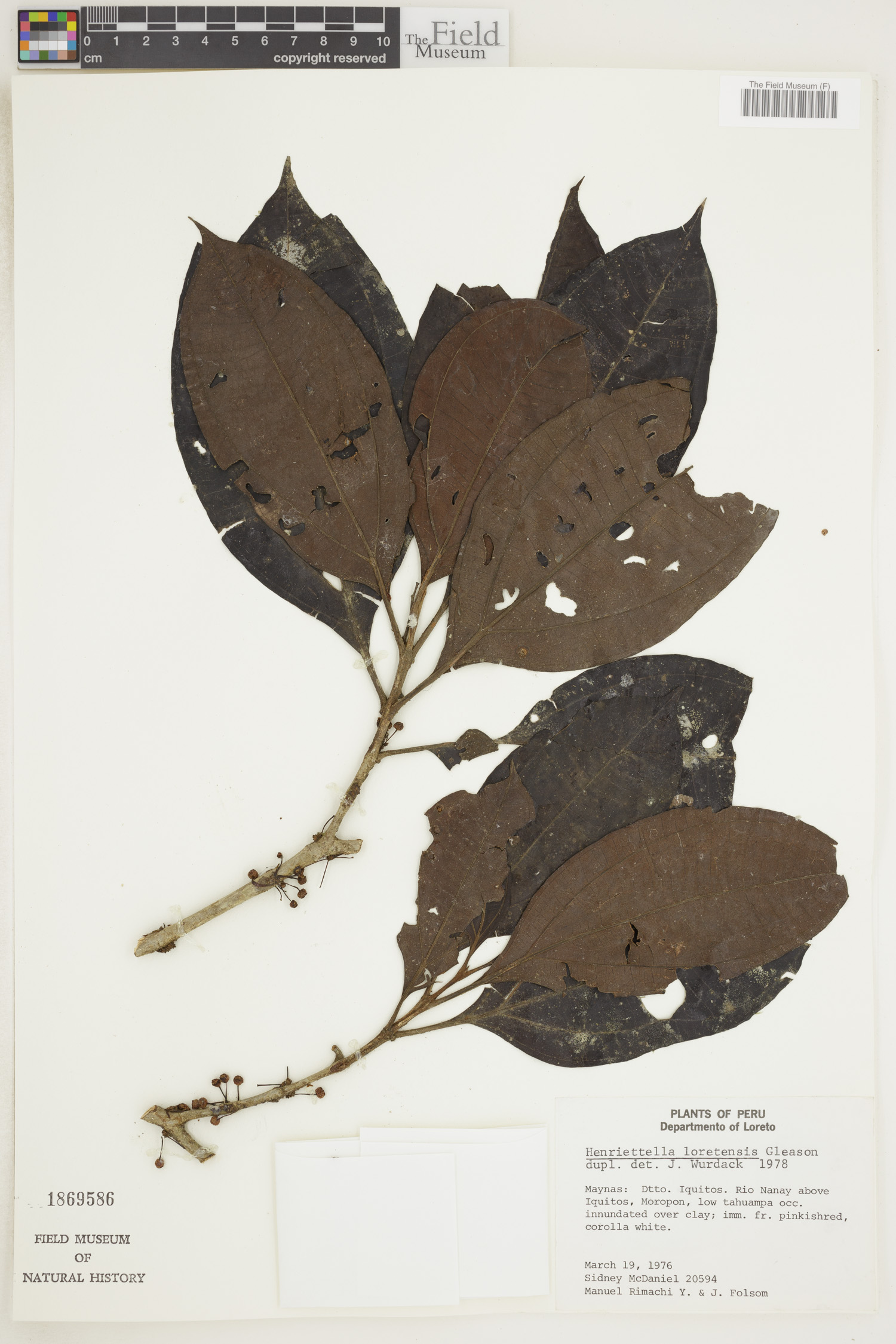 Henriettea loretensis image