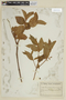 Leandra australis image
