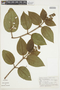 Leandra australis image
