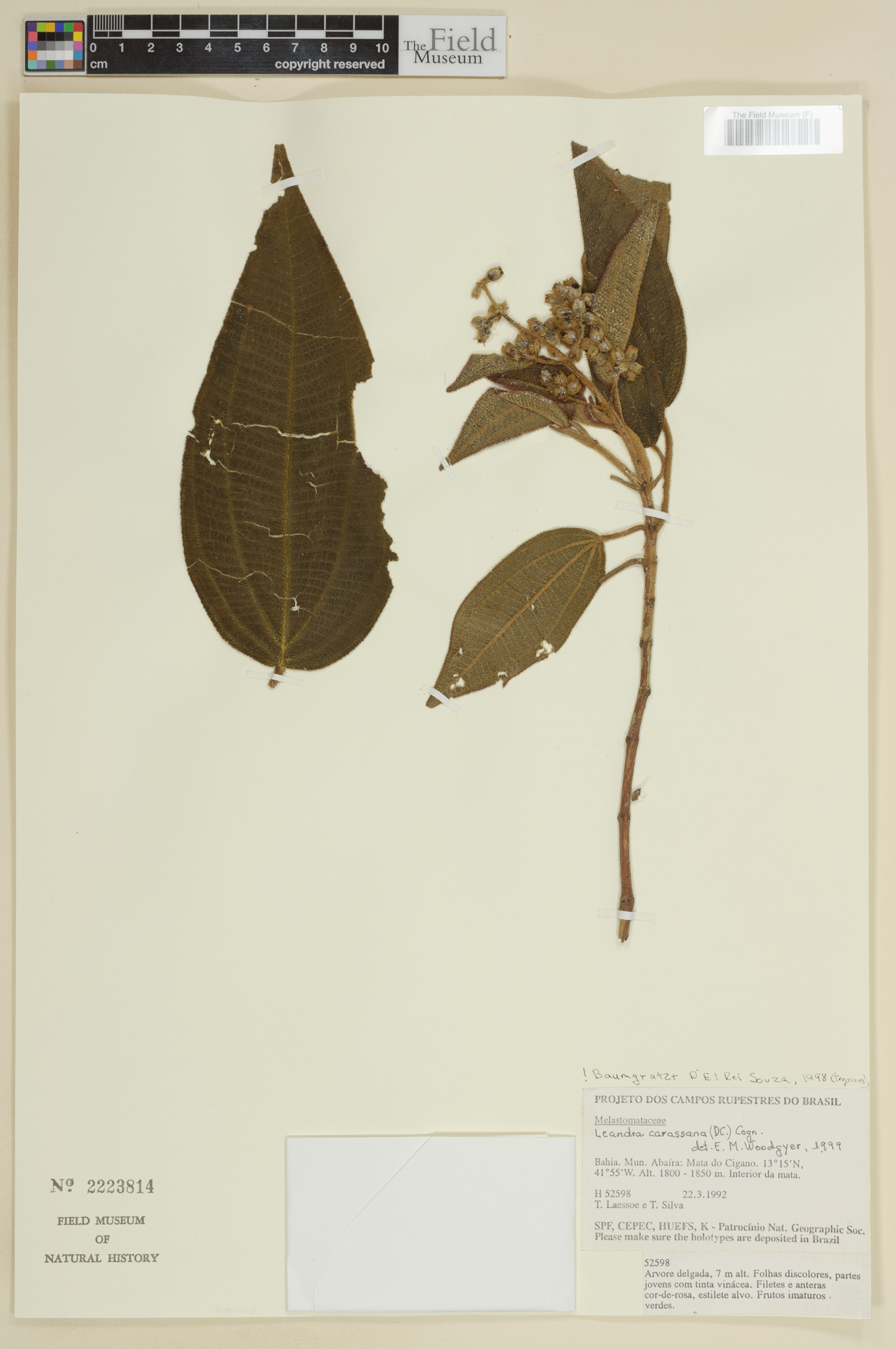 Leandra carassana image