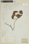 Leandra cardiophylla image