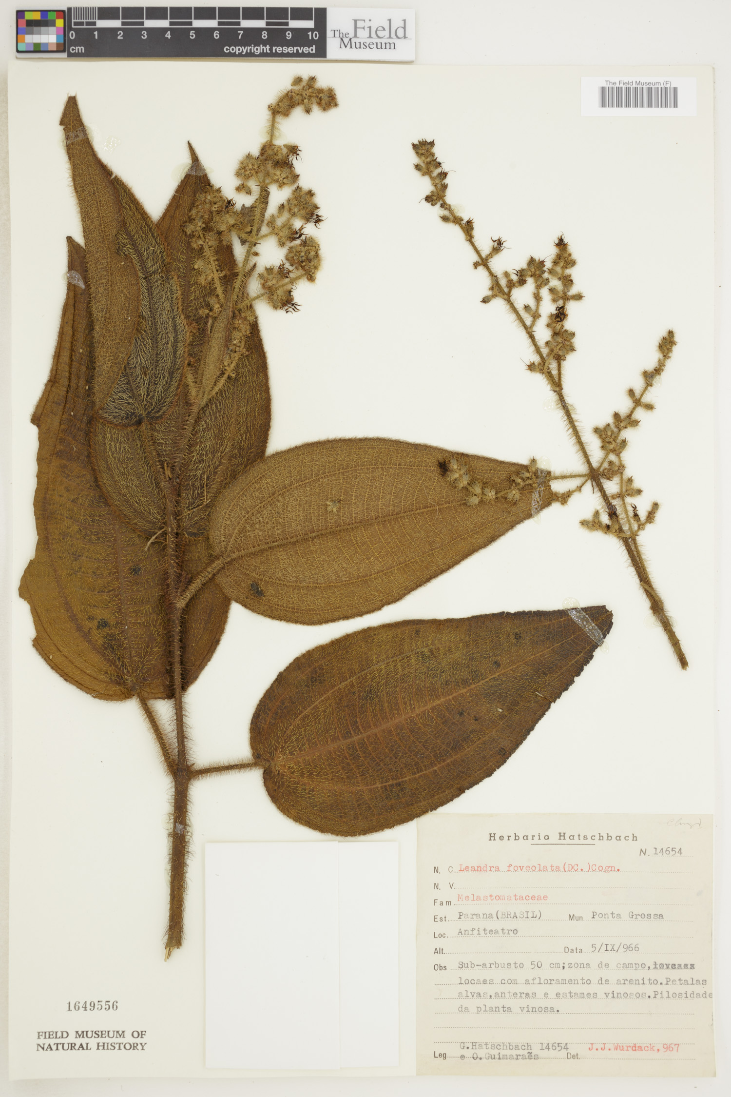 Leandra foveolata image