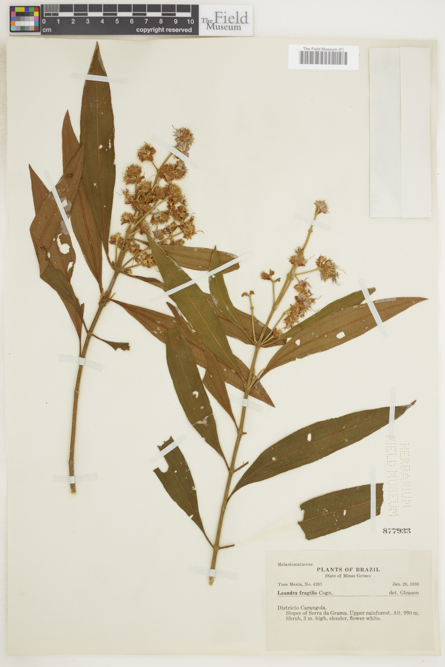 Leandra fragilis image