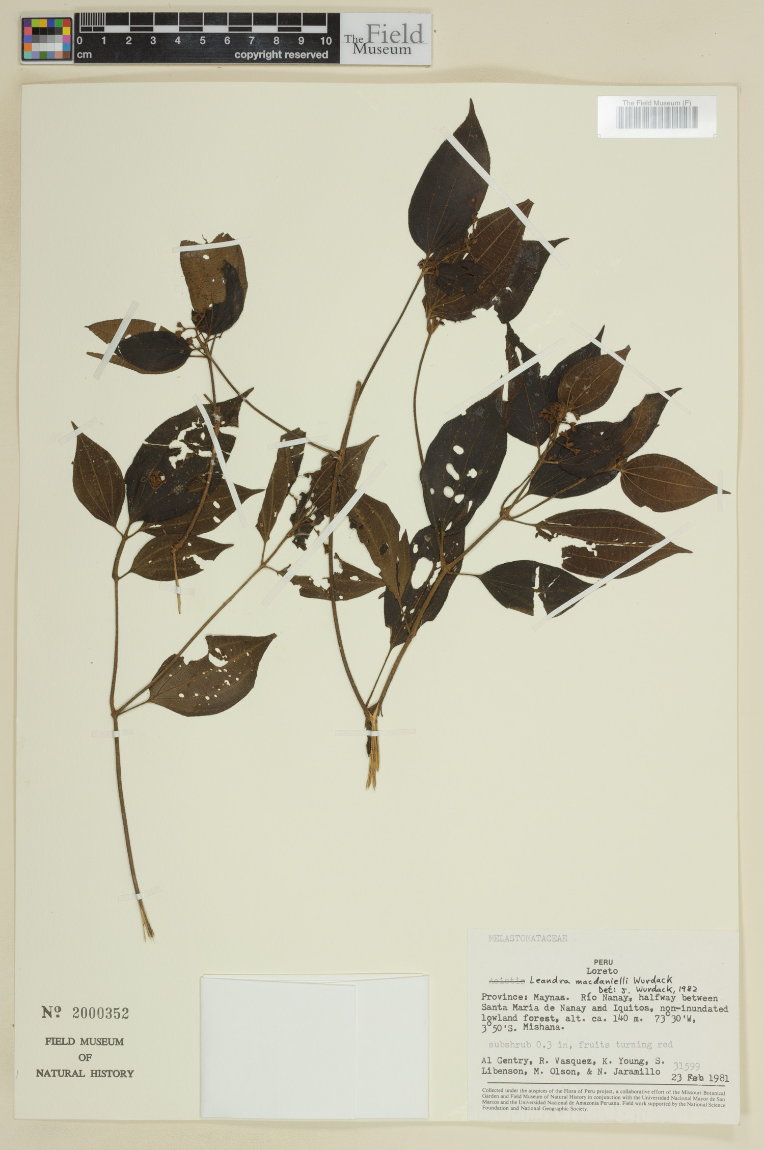 Leandra macdanielii image