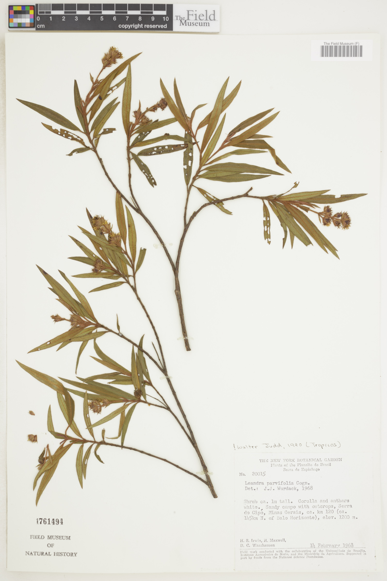 Leandra parvifolia image
