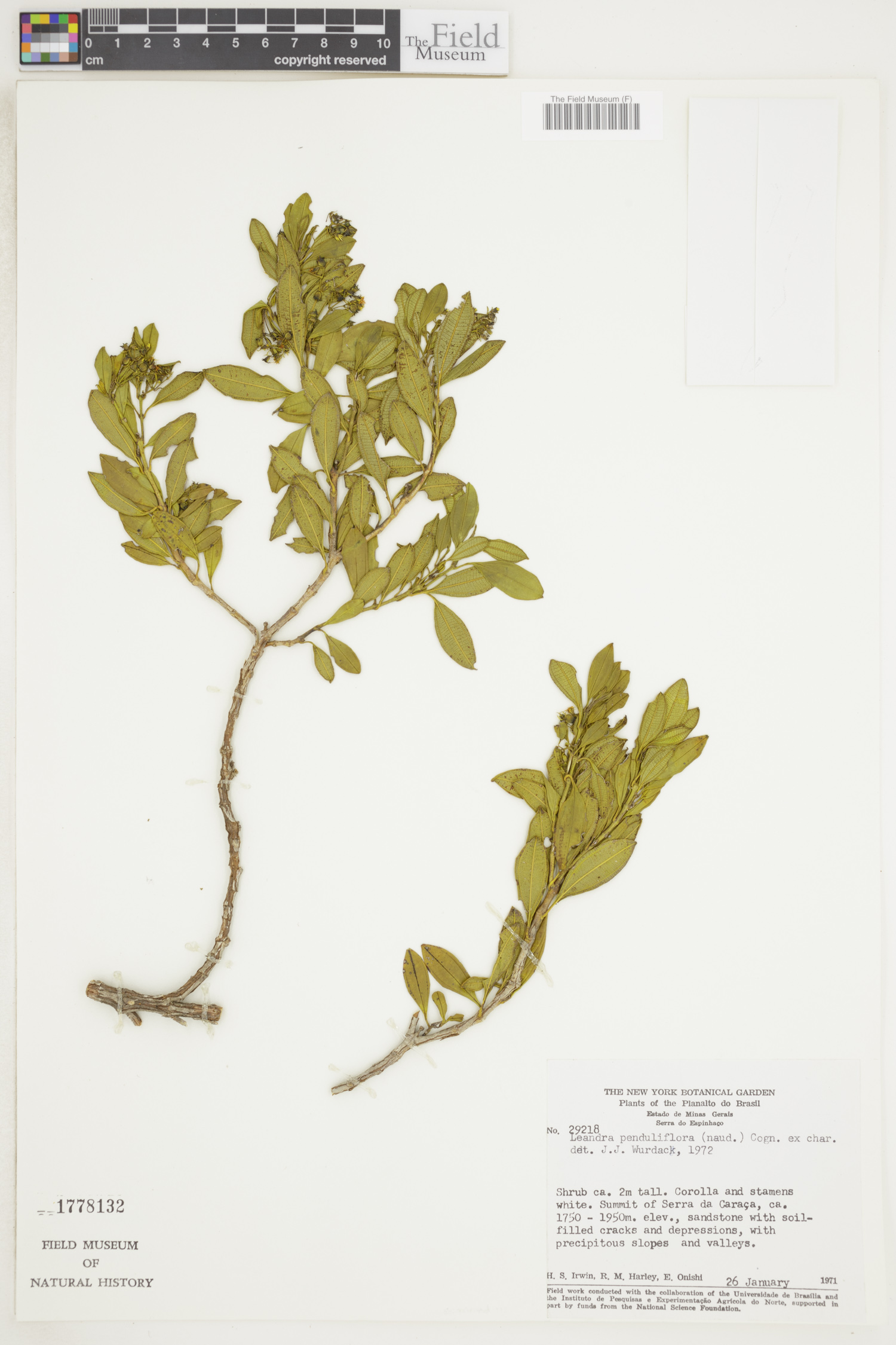 Leandra penduliflora image