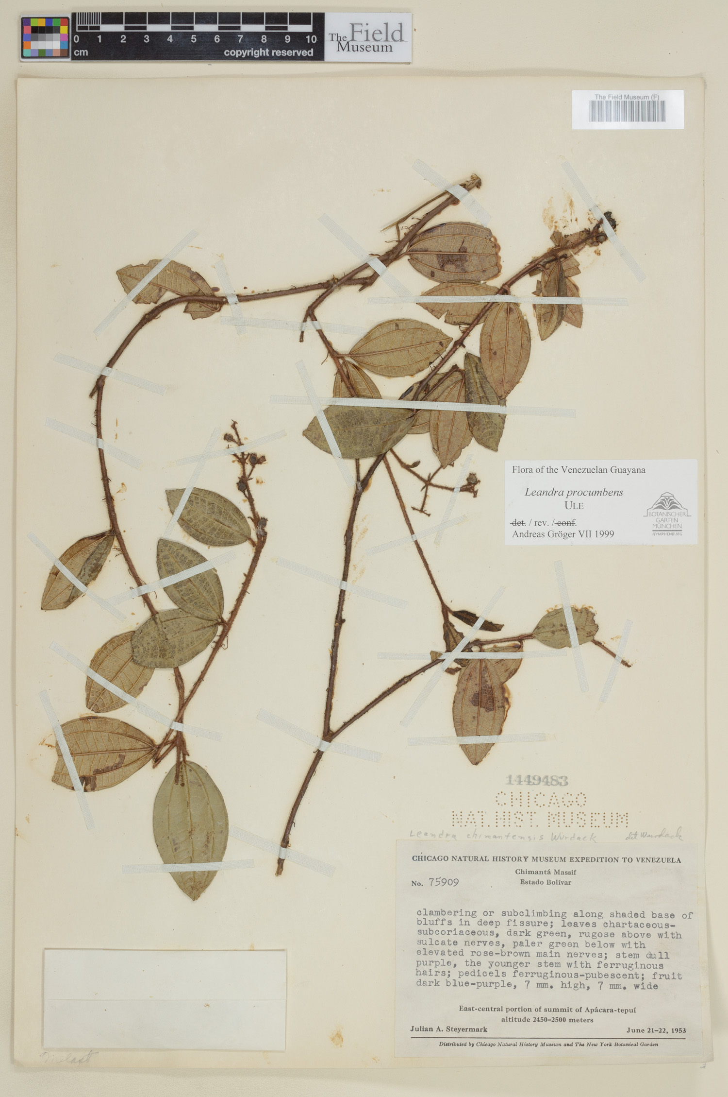 Leandra procumbens image