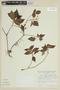 Leandra rhamnifolia image