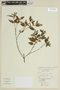 Leandra riograndensis image