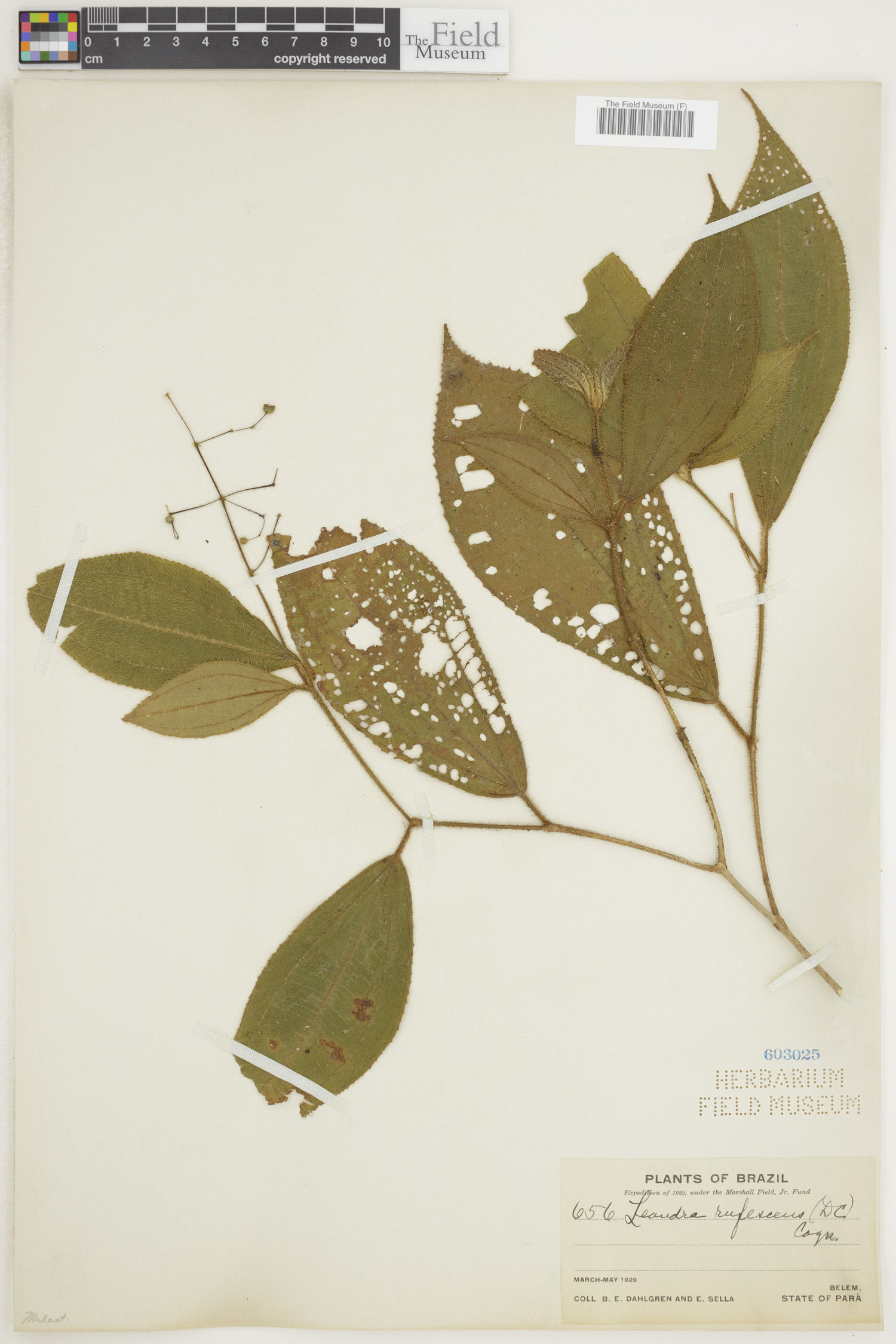Leandra rufescens image