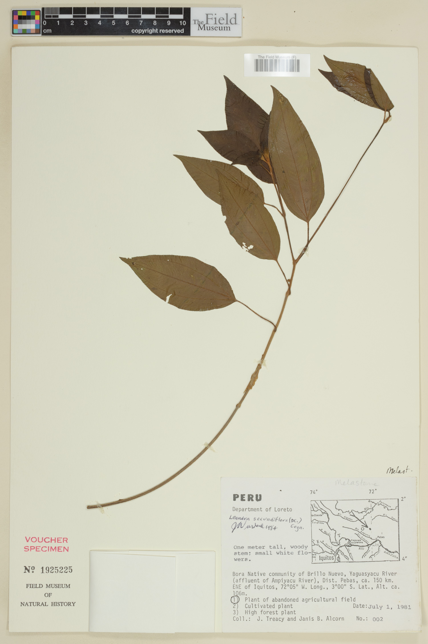 Leandra secundiflora image