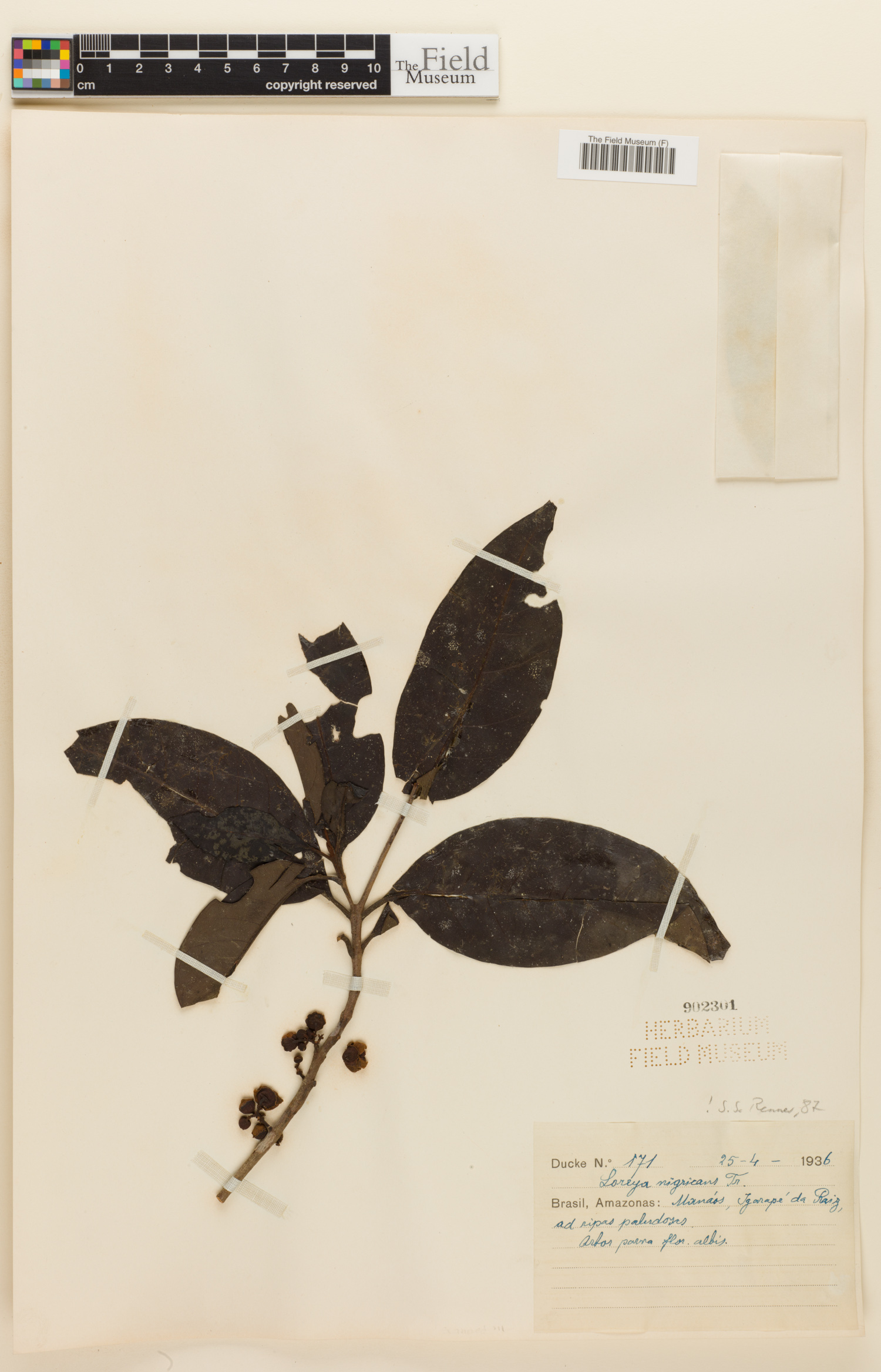 Bellucia nigricans image