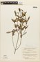Macairea axilliflora image