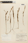 Macairea lasiophylla image