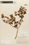 Macairea parvifolia image