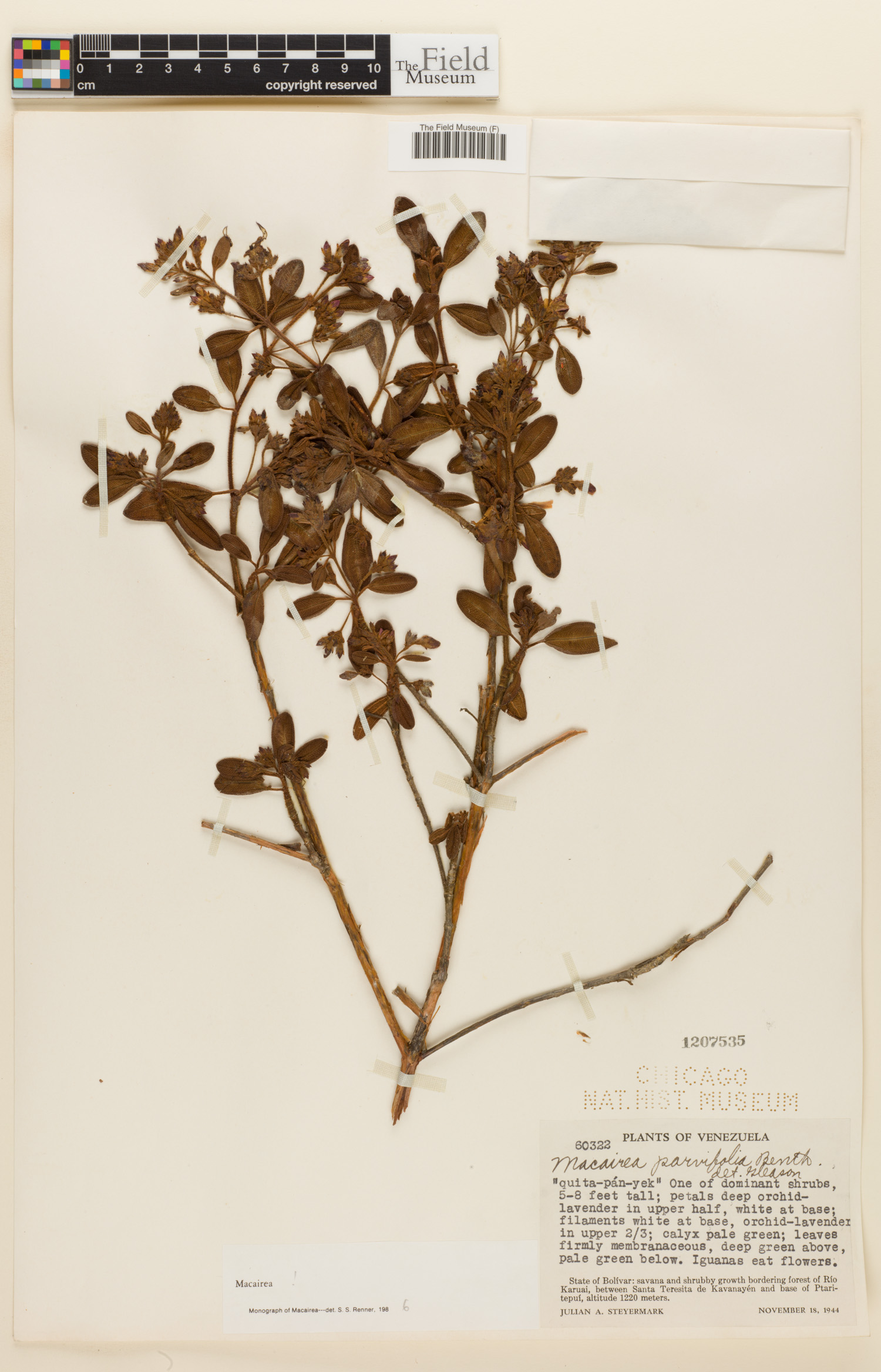 Macairea parvifolia image