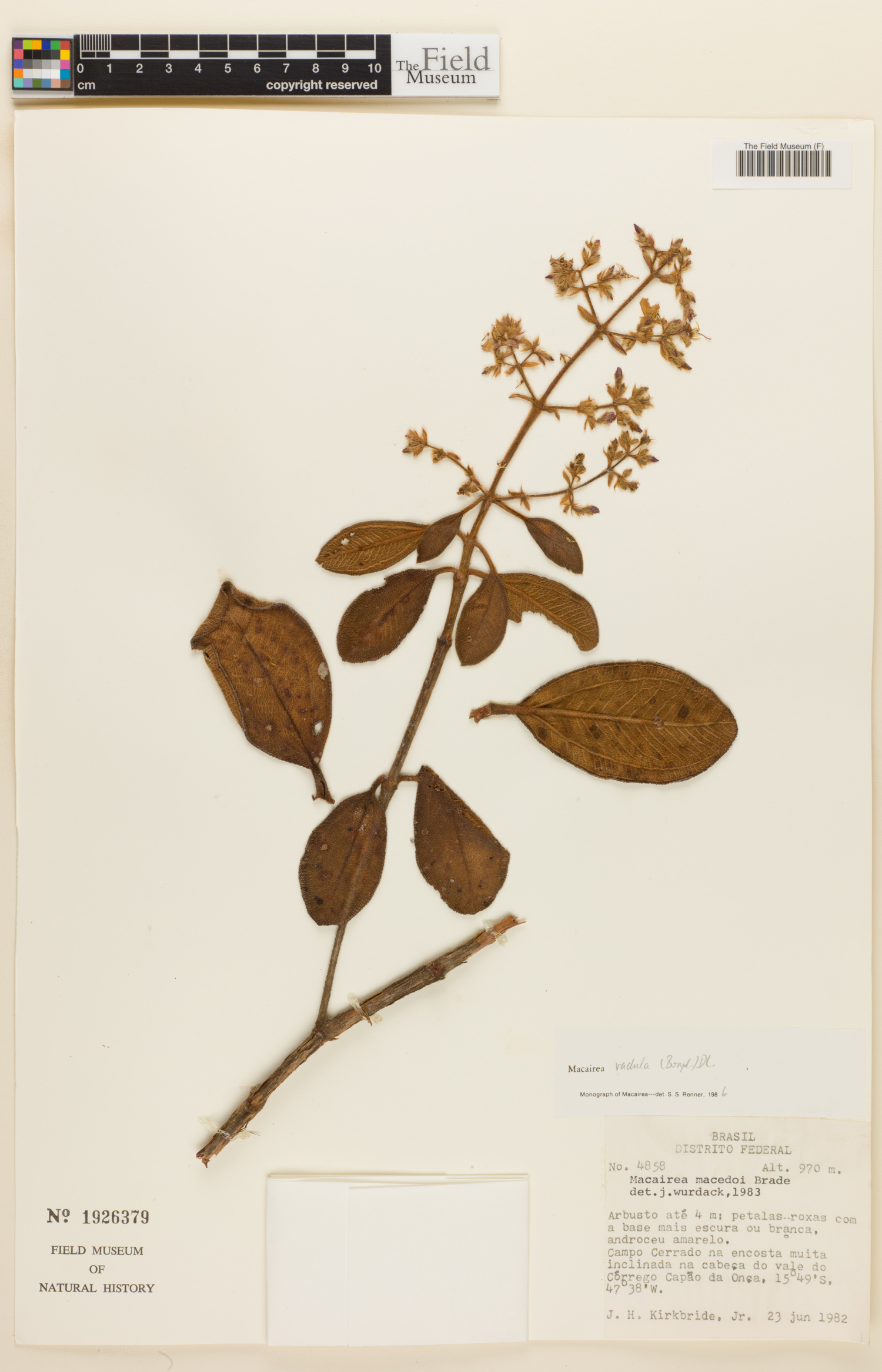 Macairea radula image