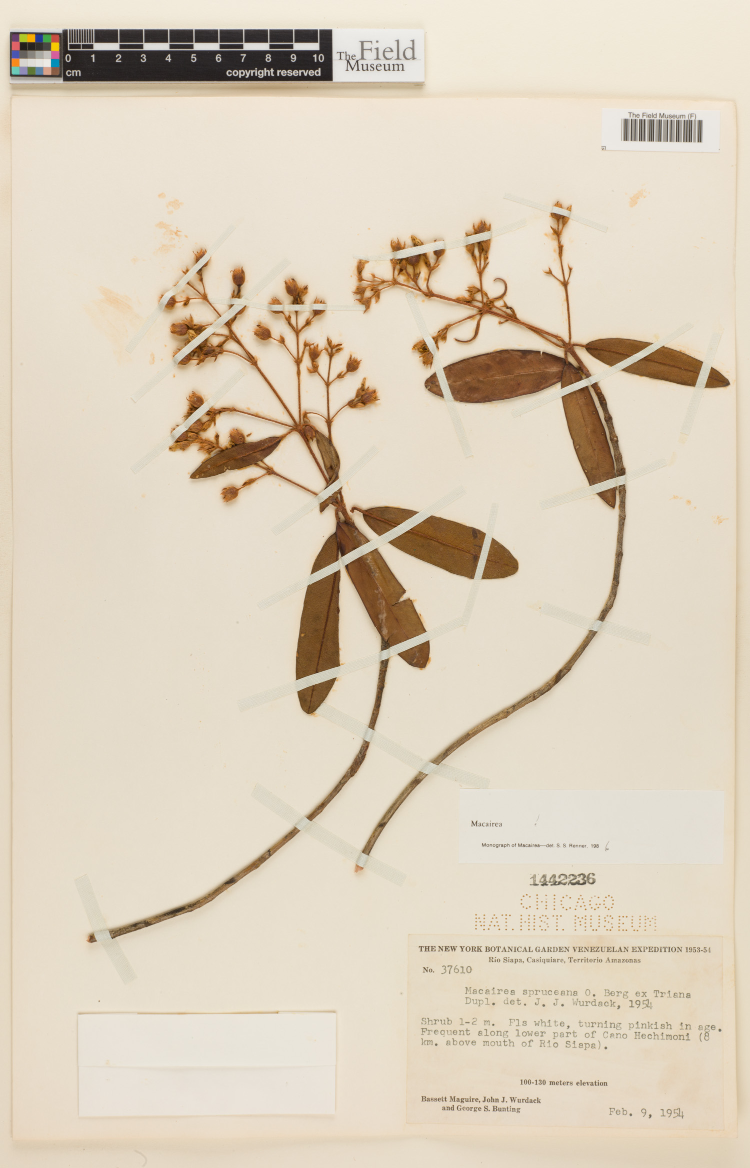 Macairea spruceana image