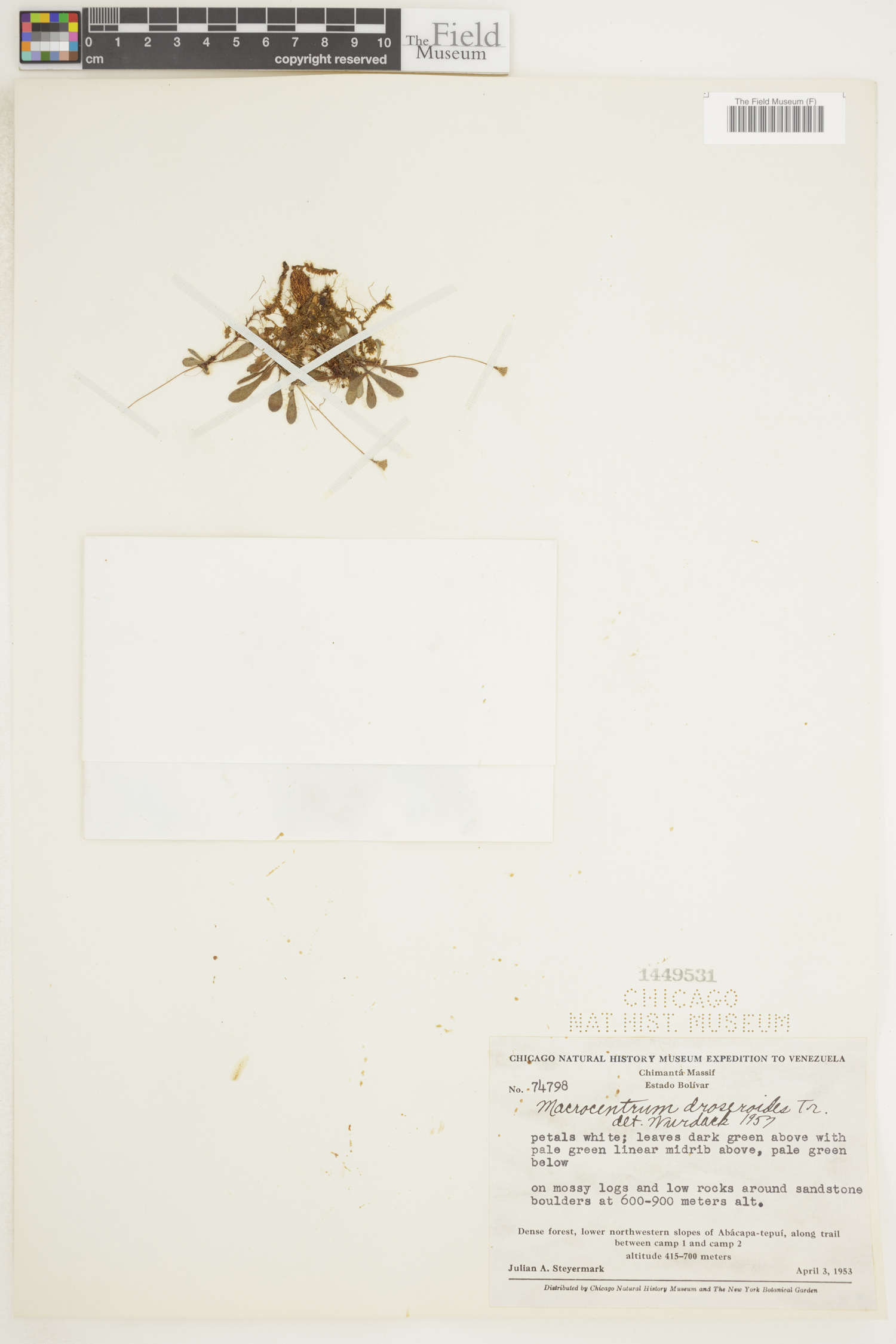 Macrocentrum droseroides image