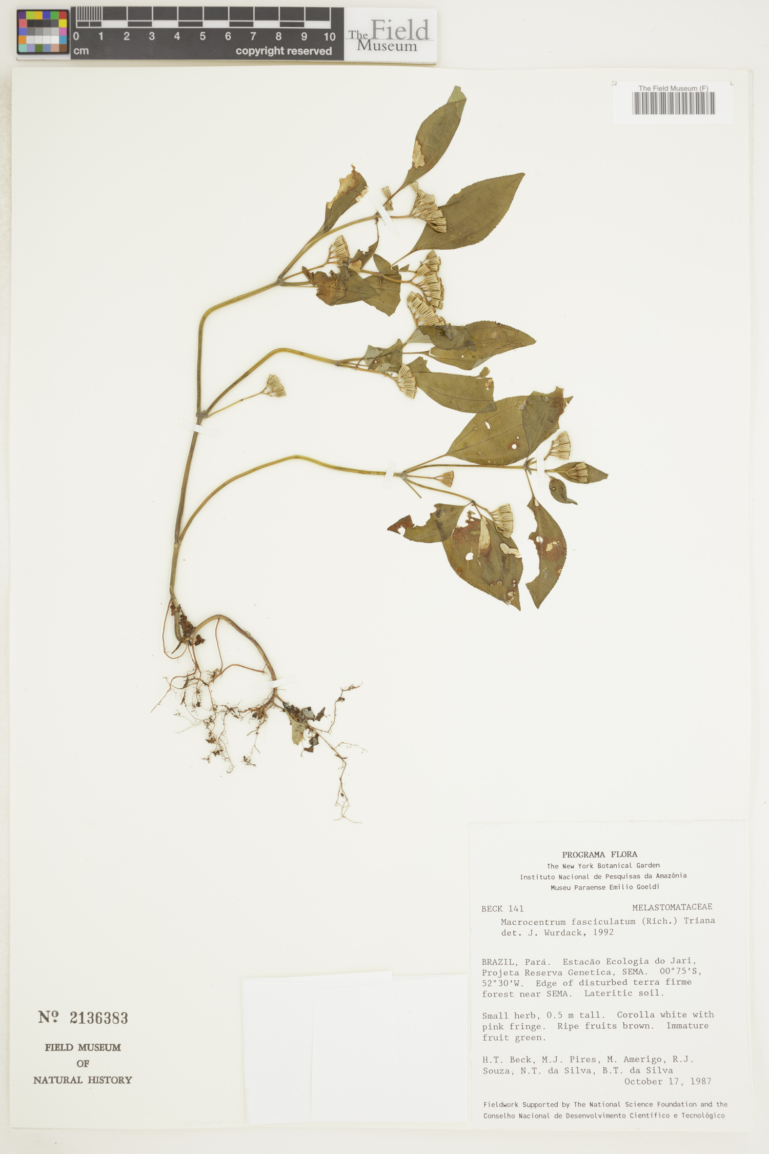 Macrocentrum fasciculatum image