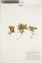 Macrocentrum vestitum image