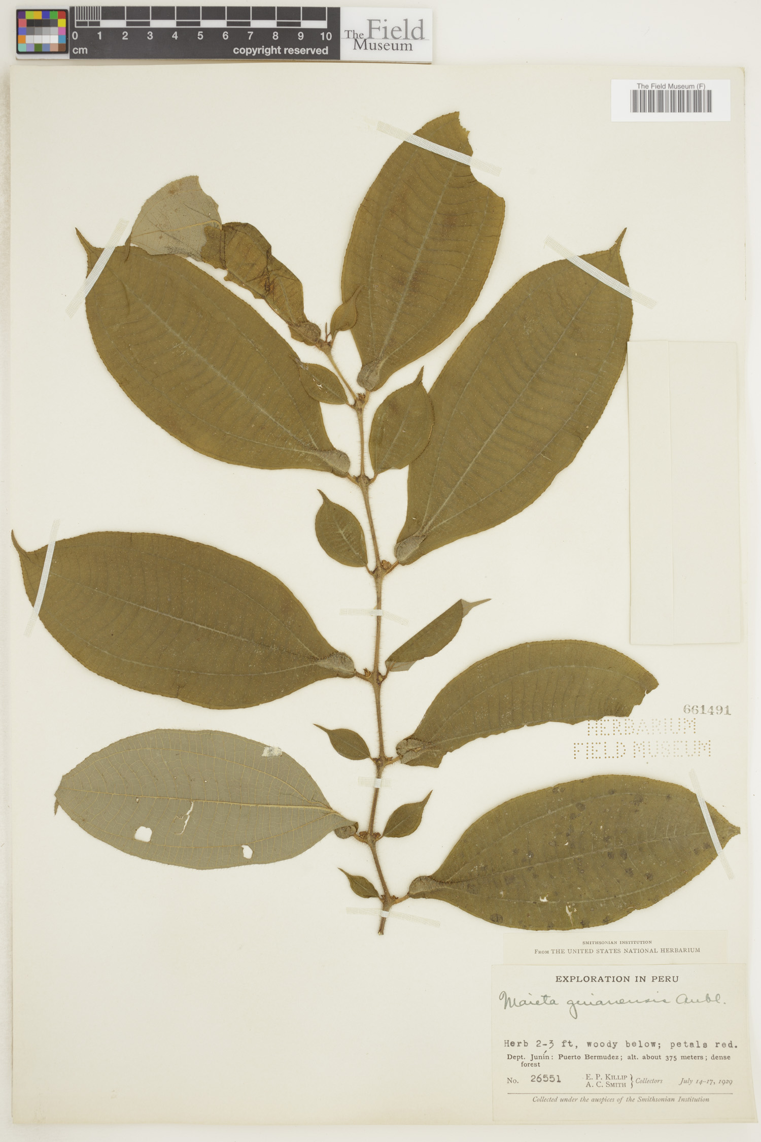 Maieta image