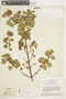 Marcetia latifolia image