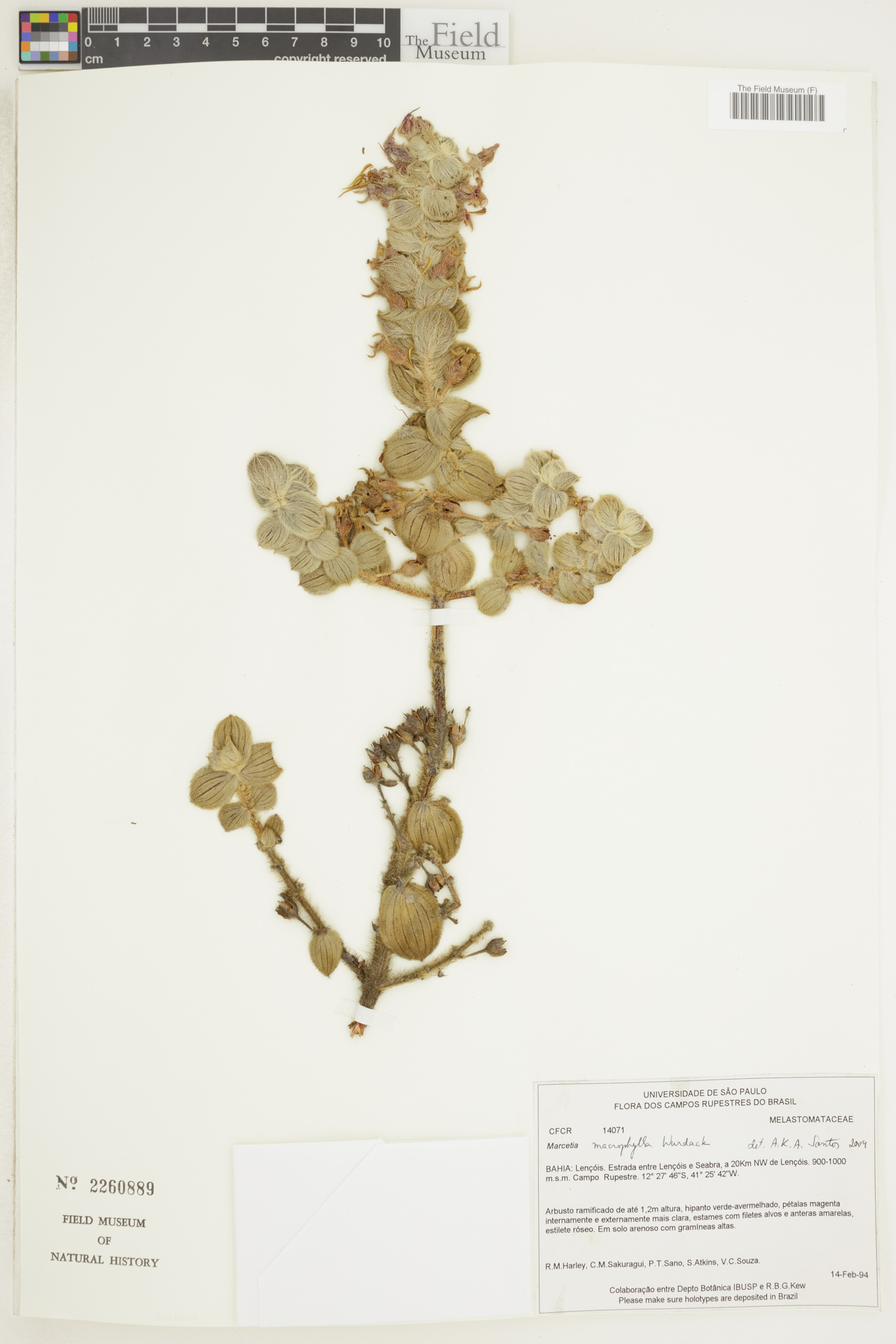 Marcetia macrophylla image