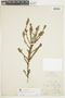 Marcetia taxifolia image