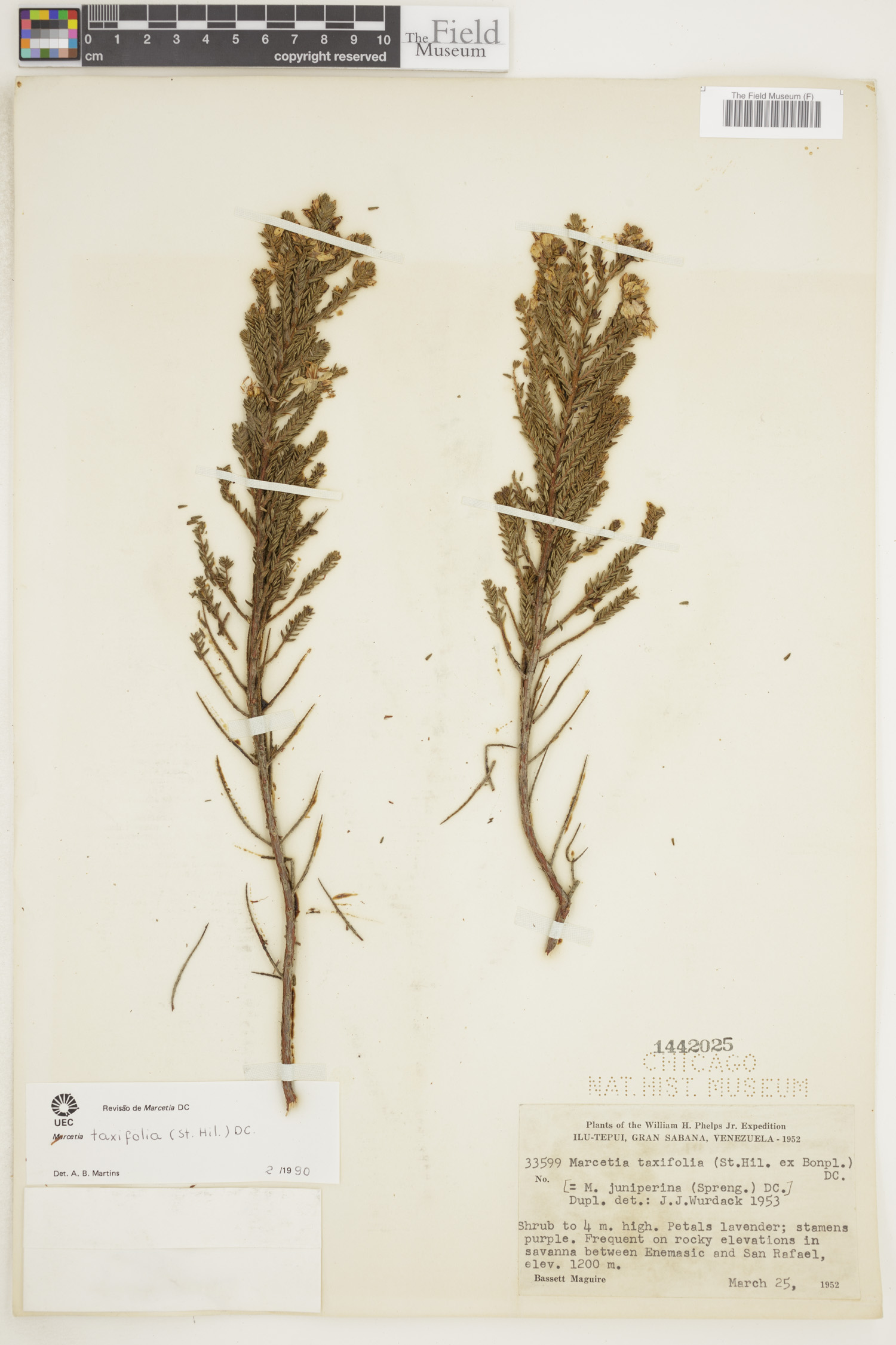 Marcetia image